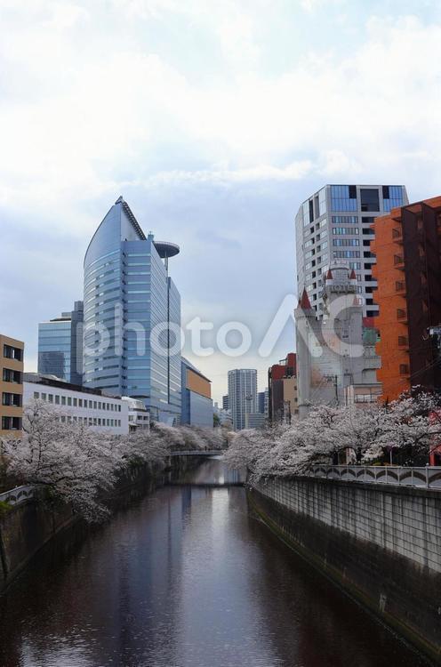 ４月上旬の東京目黒川の桜の花 背景,桜,花の写真素材