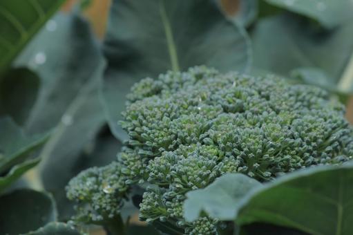 家庭菜園で育てたブロッコリー ブロッコリー,野菜,緑の写真素材