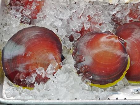 ツキヒガイ ツキヒガイ 月日貝,二枚貝,魚屋の写真素材