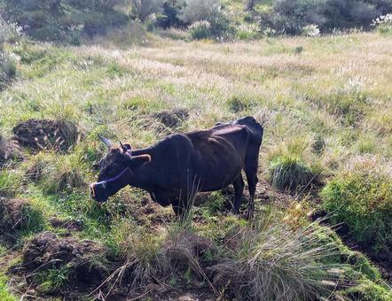牛の放牧 牛の放牧 牛,放牧,草原の写真素材