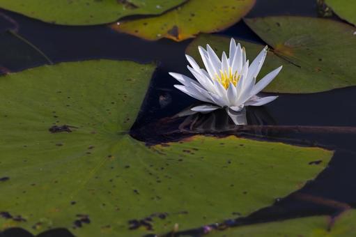 Water Lily, JPG Water Lily, JPG