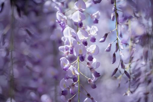 藤の花のクローズアップ 藤の花のクローズアップの写真