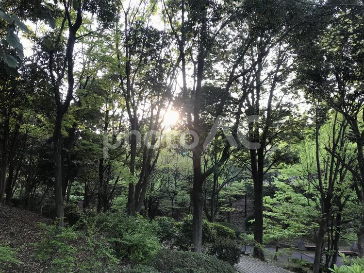 緑道がある森林公園の遊歩道 森林公園,緑道,森林の写真素材
