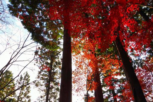 色づいたモミジ もみじ,秋,屋外の写真素材