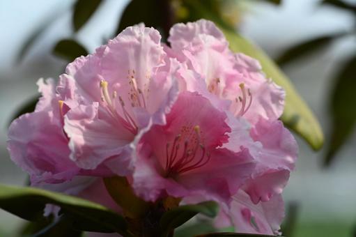家の庭に咲いたシャクナゲの花 家の庭に咲いたシャクナゲの花の写真
