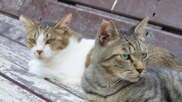 仲良く夕涼みしているもふもふな猫様たち 仲良く夕涼みしているもふもふな猫様たちの写真