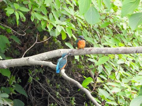 親子カワセミ2 親子カワセミ2 カワセミ,親子,成鳥の写真素材