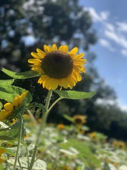 sunflower, JPG sunflower, JPG