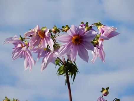 【花の写真】皇帝ダリア 皇帝ダリア,コウテイダリア,植物の写真素材