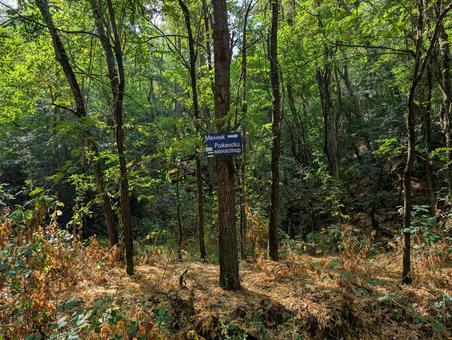 道標 道標,登山道,山の写真素材