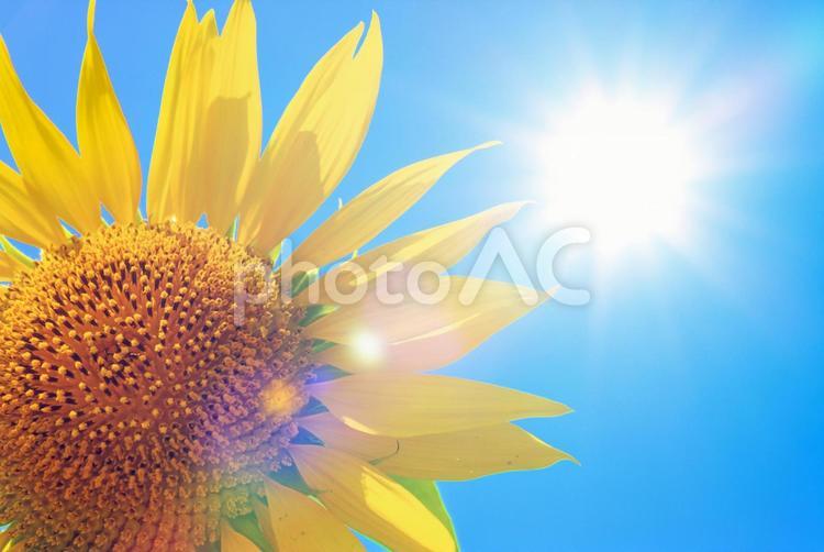 強い日差しの夏の空に満開のひまわり 向日葵,空,夏の写真素材