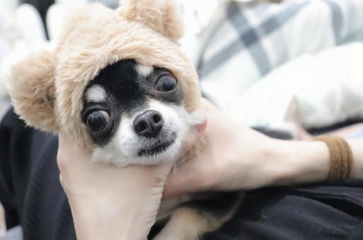 クマったチワワ クマったチワワの写真