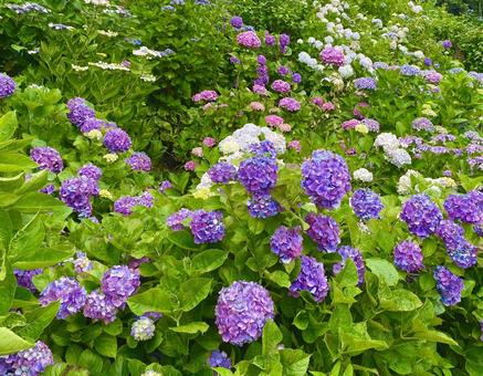 紫陽花 紫陽花の写真