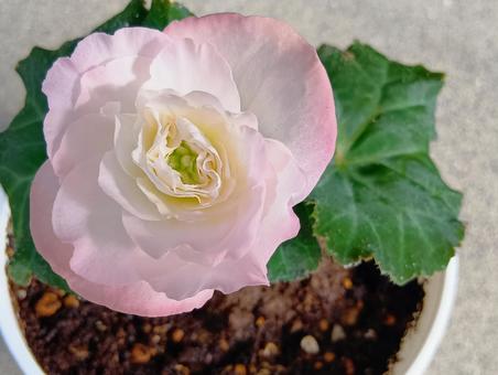 球根ベゴニア 球根ベゴニア 淡いピンク色,花,植物の写真素材