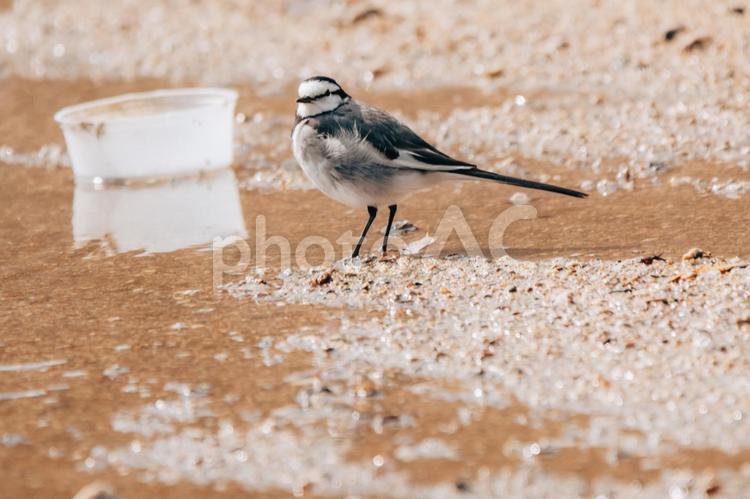 誰ですかここにゴミを捨てたのは ハクセキレイ,野鳥,野鳥撮影の写真素材