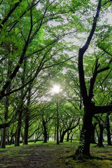 光差す森、夏の木漏れ日 光差す森、夏の木漏れ日 木漏れ日,光,森の写真素材