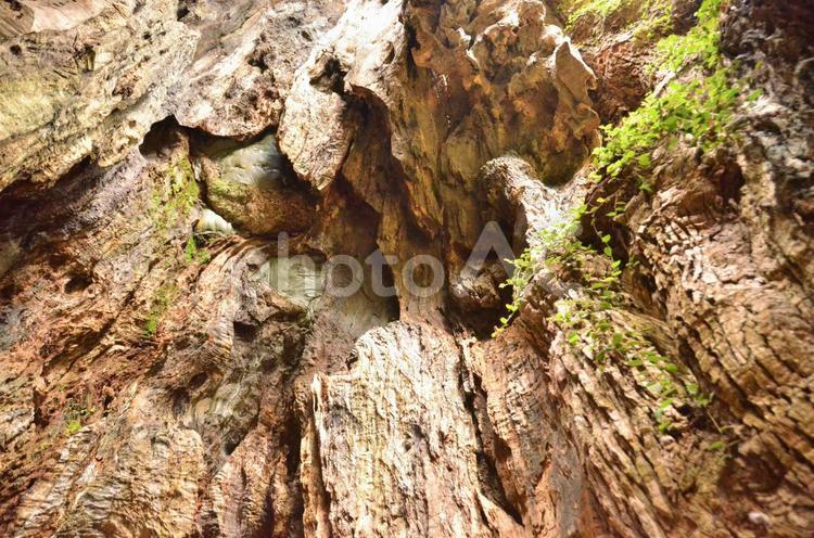 樹齢千年を超える大樹　 木,大樹,樹齢の写真素材