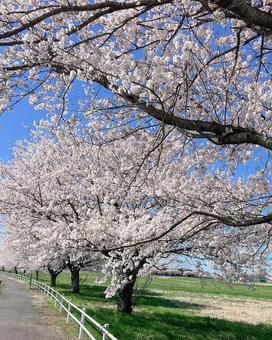 Cherry blossom road in full bloom, JPG