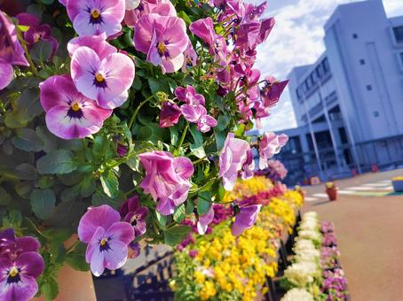 group of pink pansies, JPG