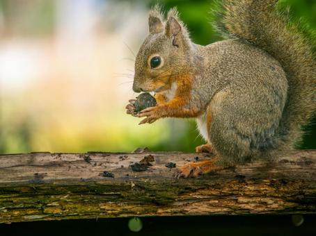 木の実を食べるニホンリスの写真