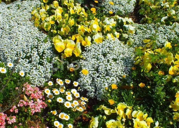 ビオラの寄せ植え　可愛い花壇 黄色い花,ビオラ,小さい花の写真素材