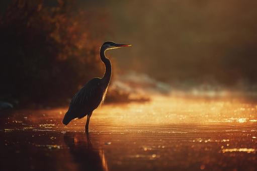 孤独なアオサギ、夕暮れに立つ 孤独なアオサギ、夕暮れに立つの写真