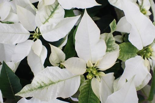 花 ポインセチア,クリスマス,植物の写真素材