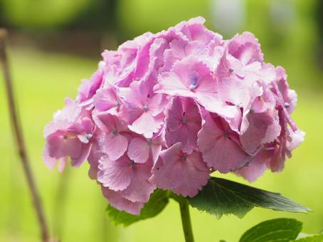 紫陽花 紫陽花 紫陽花,アジサイ,あじさいの写真素材