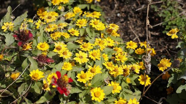 【花の写真】メランポジウム 植物,風景,敷島公園の写真素材