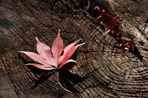 古い切り株の年輪と一枚の赤い落ち葉 紅葉,もみじ,モミジの写真素材