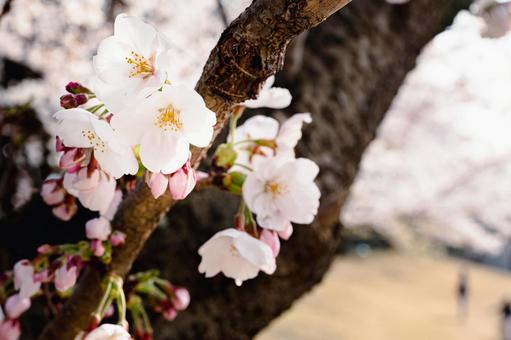 幹からも小さい桜 幹からも小さい桜の写真