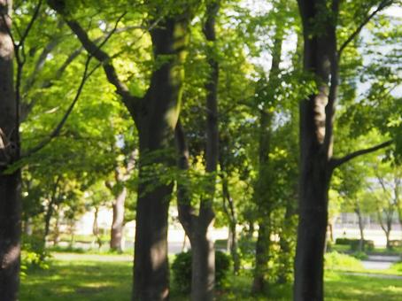 森のイメージの写真