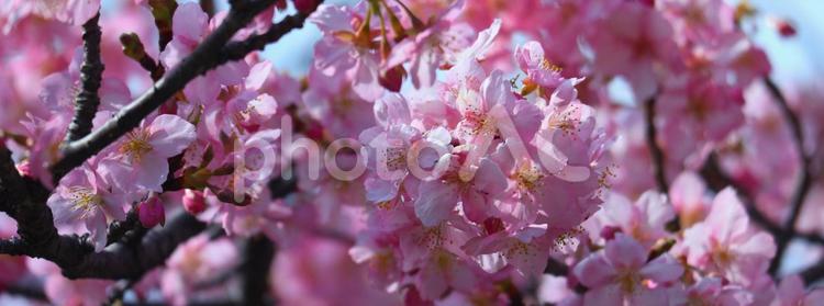 春の舞イメージ 春,桜,オカメザクラの写真素材