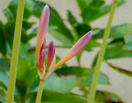 【花の写真】ナツズイセンの蕾 【花の写真】ナツズイセンの蕾の写真