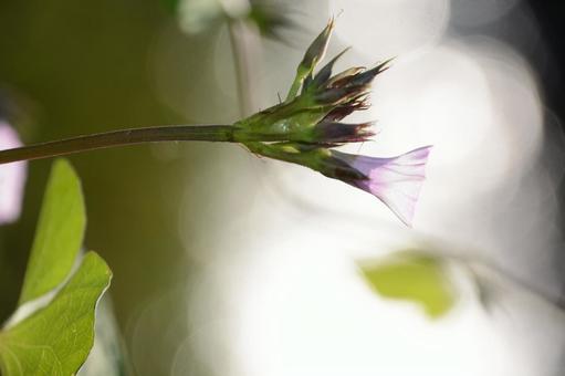 輝く花 輝く花の写真