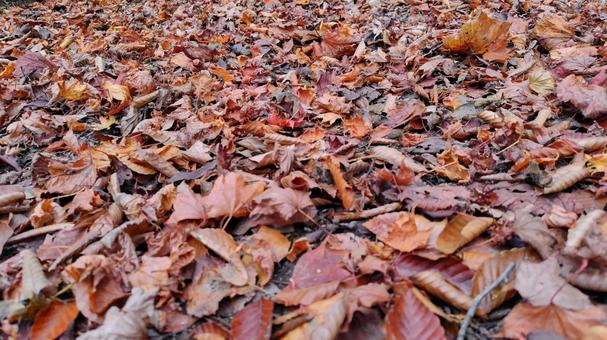 Photo, deciduous leaves, to die, winter, 