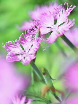 満開のピンクのなでしこ 満開のピンクのなでしこ なでしこ,ピンク色,花の写真素材