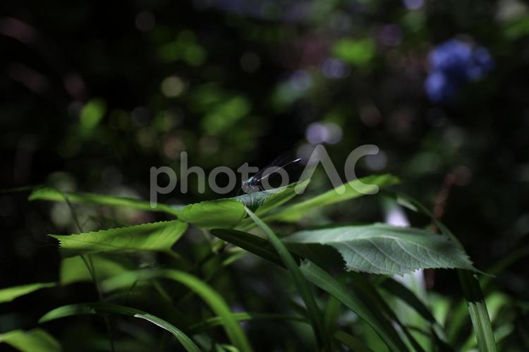 葉にとまる蜻蛉 トンボ,蜻蛉,とんぼの写真素材