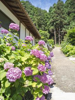 Photo, walking path, pink, hydrangea, 