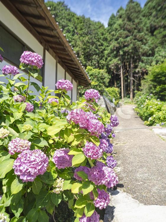アジサイが咲く散歩道 散歩道,ピンク,あじさいの写真素材