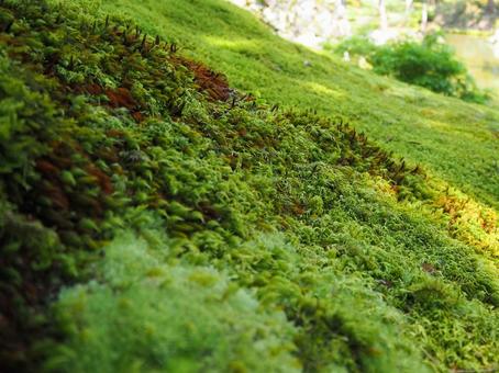 日本庭園 苔の絨毯 日本庭園 苔の絨毯の写真
