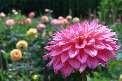 色鮮やかな大輪 色鮮やかな大輪 ダリア,花,キク科の植物の写真素材
