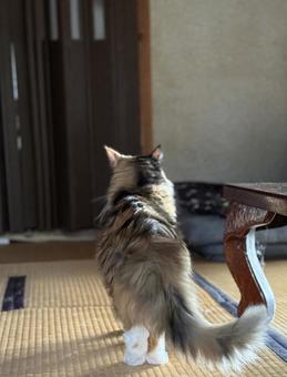 猫 猫 ネコ,動物,ねこの写真素材