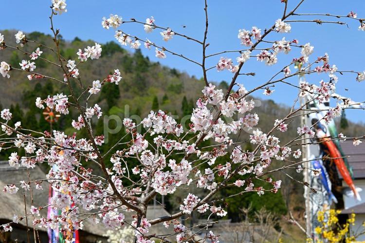 鯉のぼりと桜 鯉のぼり,快晴,空の写真素材
