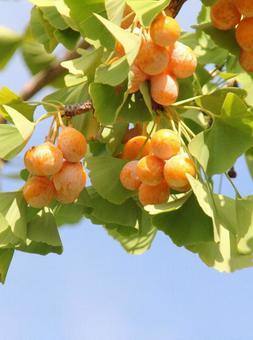 Ginkgo nuts, JPG