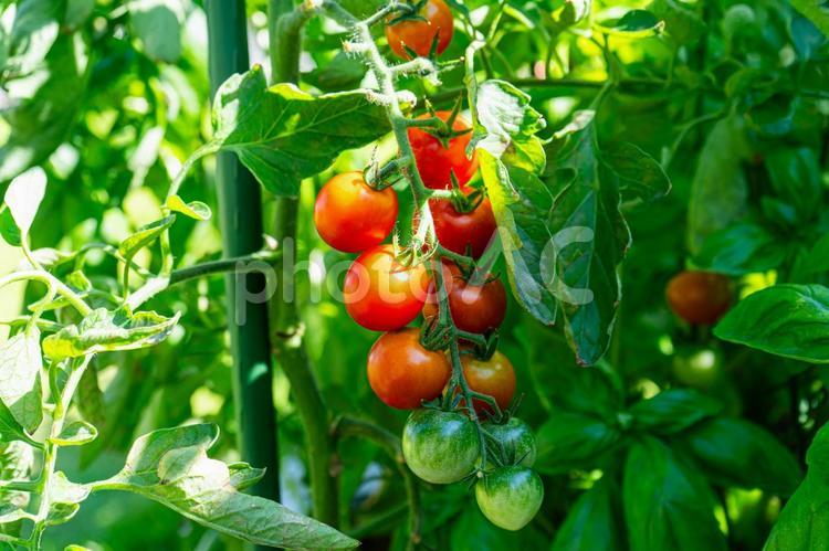 家庭菜園の真っ赤なミニトマト ミニトマト,夏野菜,家庭菜園の写真素材