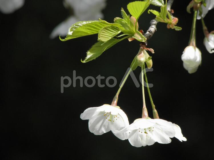 桜　緑の葉っぱ緑２ 桜,sakura,blossmosの写真素材