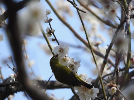White-eye and plum blossoms, JPG