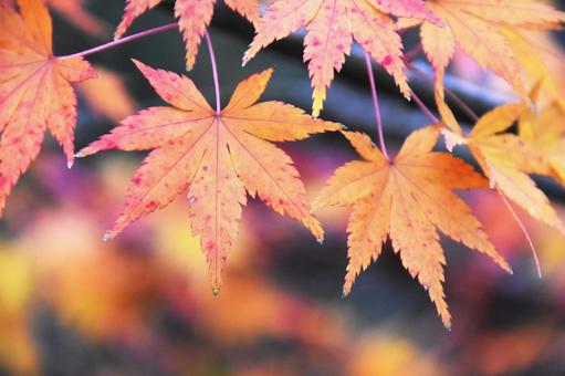 紅葉 紅葉の写真