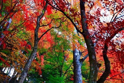 11月のグラデーション 11月のグラデーション 紅葉,もみじ,11月の写真素材